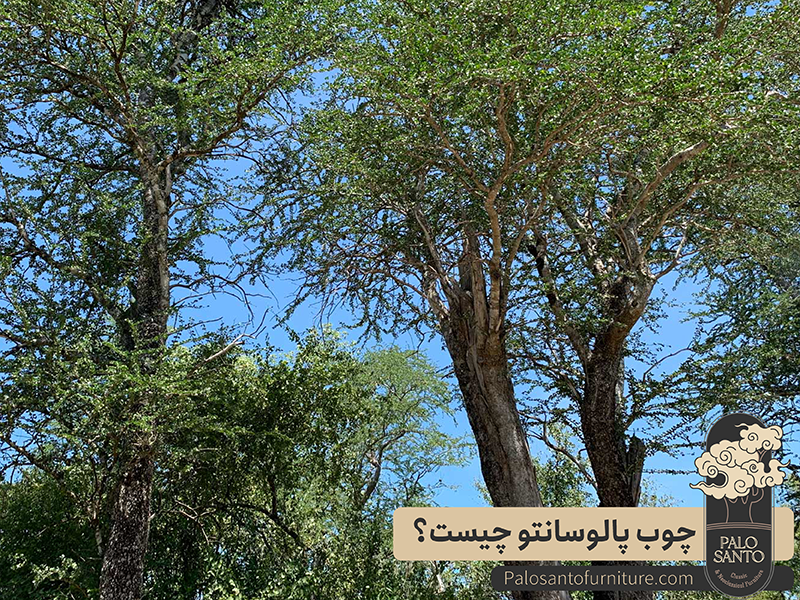 چوب پالوسانتو